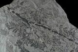 Pennsylvanian Fossil Plant & Bivalve Plate - Kinney Quarry, NM #80515-3